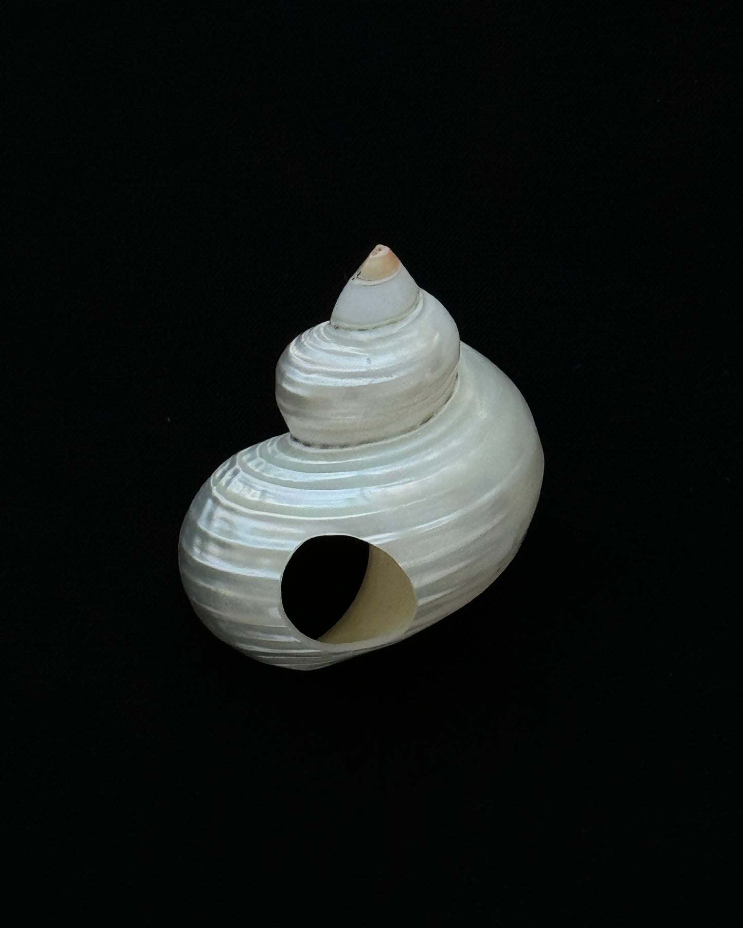 Turbo Shell Ring