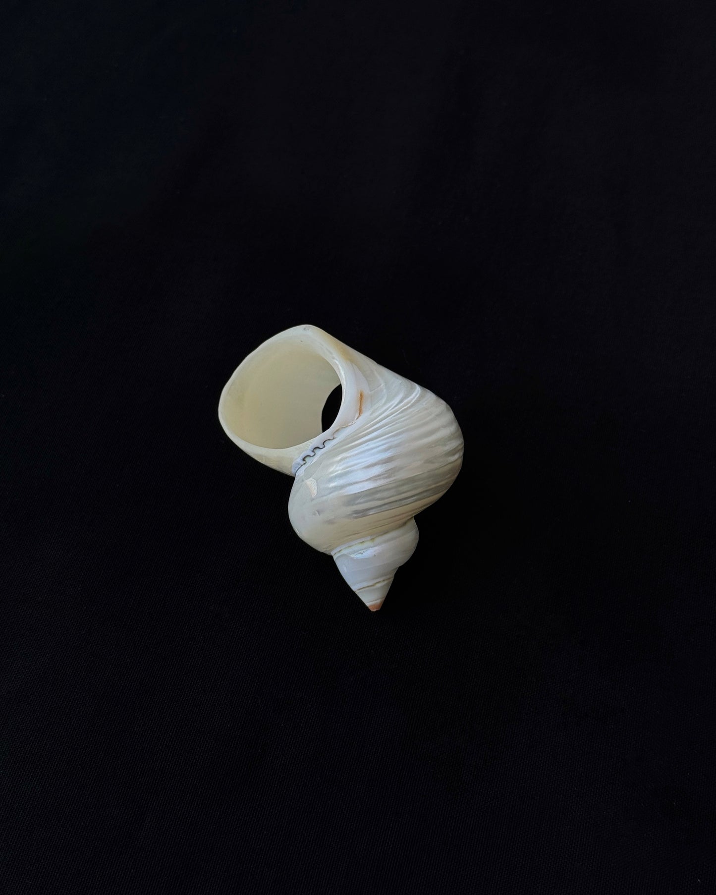 Turbo Shell Ring